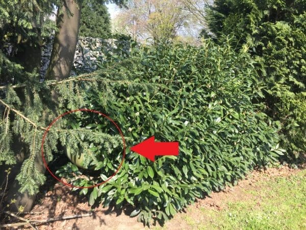 Flüssiggastank im Garten hinter der Hecke