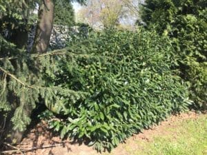 Flüssiggastank im Garten hinter der Hecke vertseckt