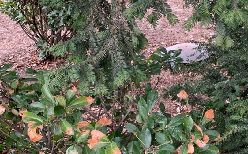 Gastank im Garten hinter einer Hecke versteckt